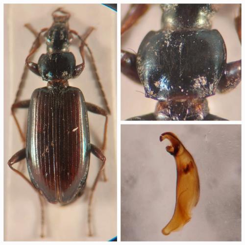 Réf. 364 046 : Bembidion pseudascendens