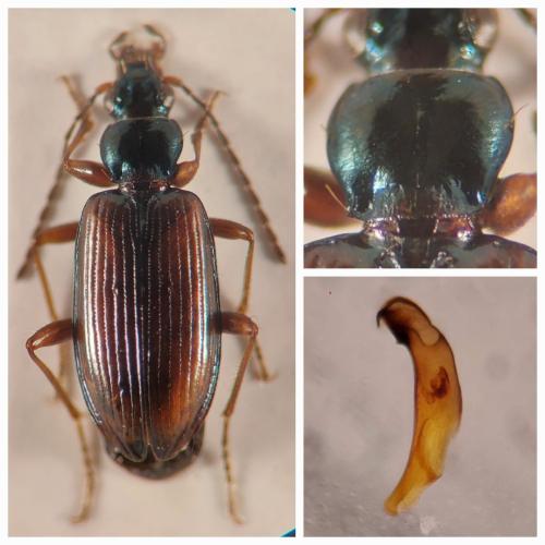 Réf. 364 048 : Bembidion fasciolatum
