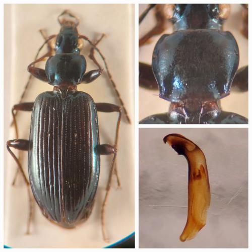 Réf. 364 045 : Bembidion ascendens