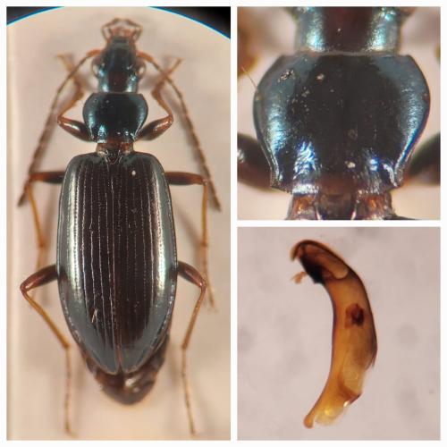 Bembidion bugnioni