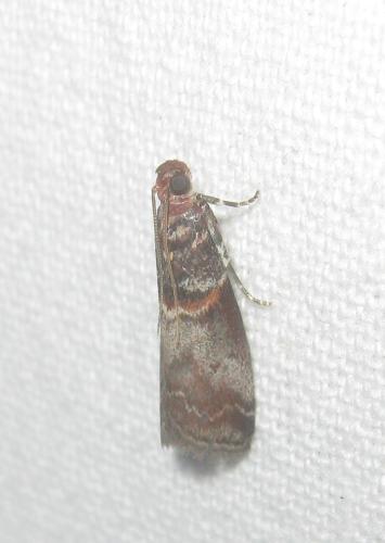 Acrobasis advenella