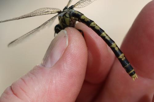 Onychogomphus uncatus
