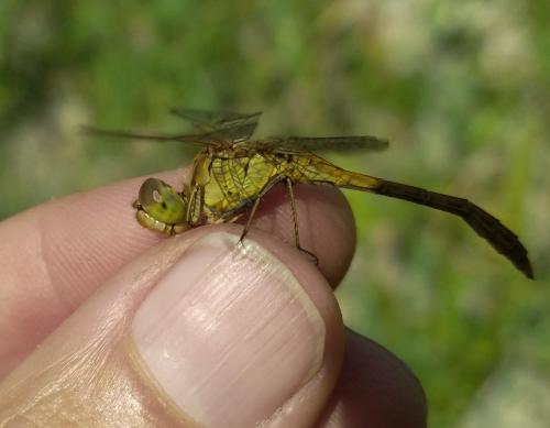 Sympetrum meridionale