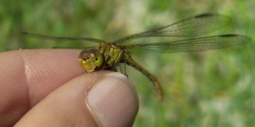 Sympetrum meridionale