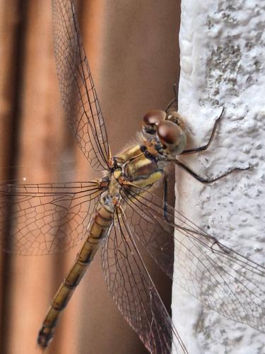 Sympetrum striolatum