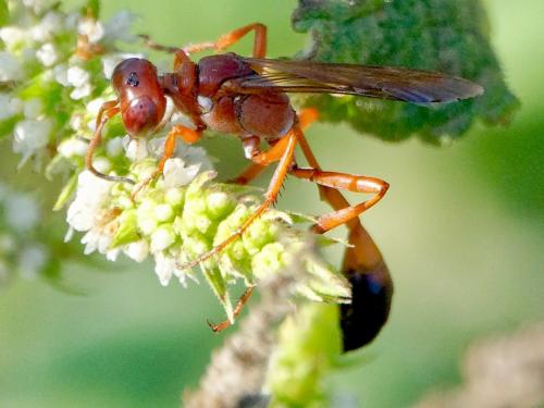 Ammophila sp.