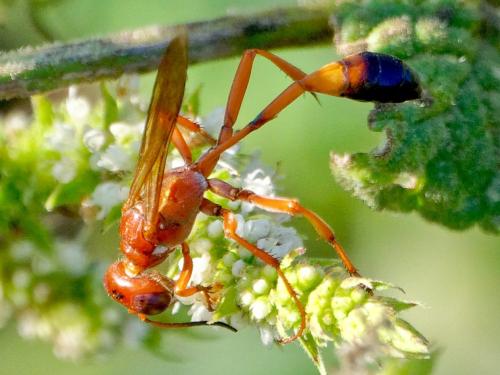 Ammophila sp.