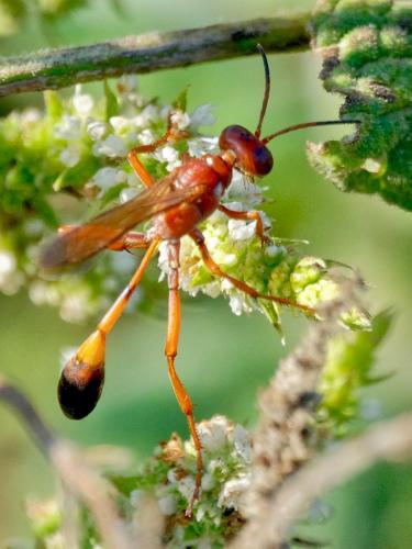 Ammophila sp.