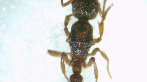 Réf. 364 470 : Myrmica scabrinodis Réf. 364 470 : Myrmica scabrinodis