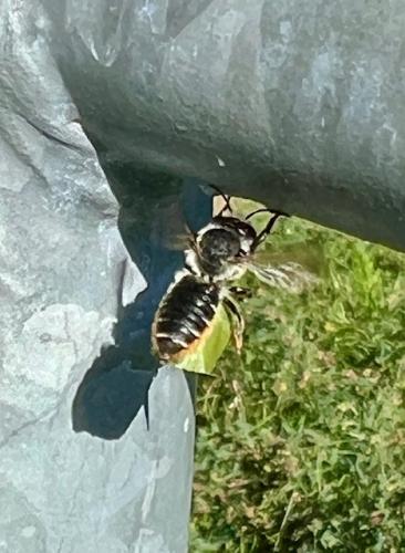 Réf. 364 109 : Megachile centuncularis