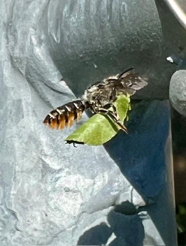 Réf. 364 108 : Megachile centuncularis