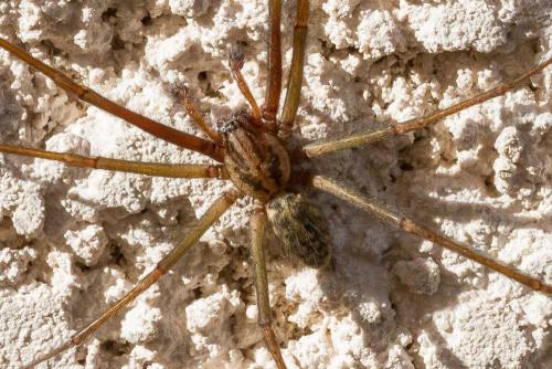 Eratigena sp.