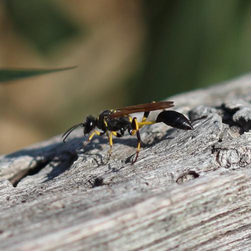Sceliphron madraspatanum tubifex