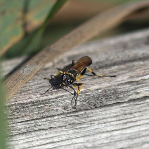 Sceliphron madraspatanum tubifex