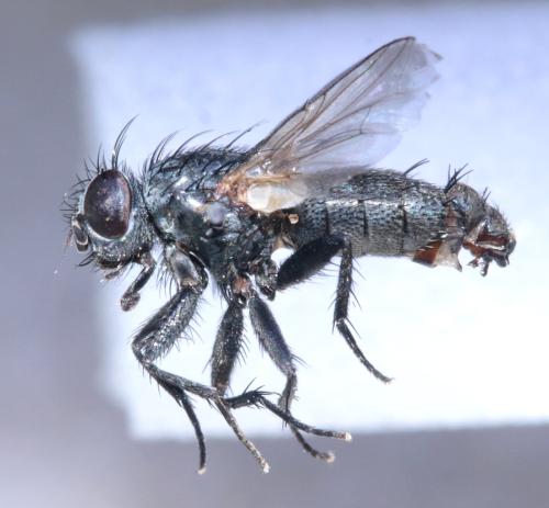 Sarcophila meridionalis