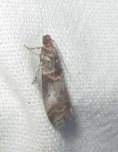 Acrobasis advenella