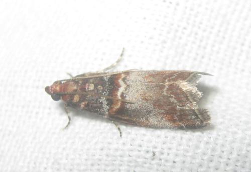 Acrobasis advenella