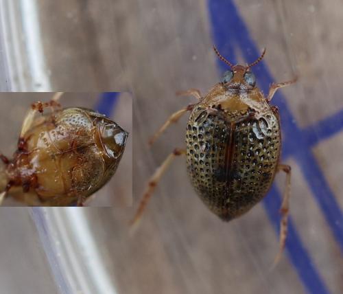 Peltodytes rotundatus