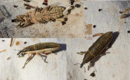 Lixus juncii