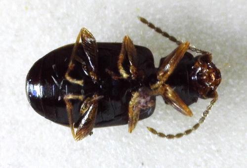 Tachys bistriatus