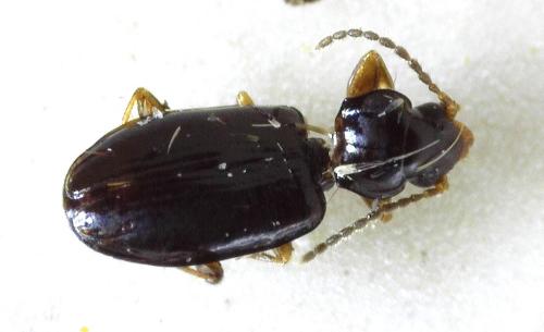Tachys bistriatus