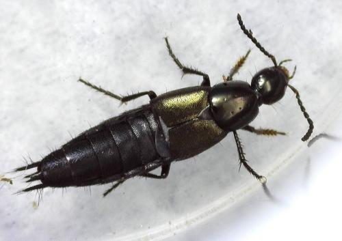 Philonthus cognatus