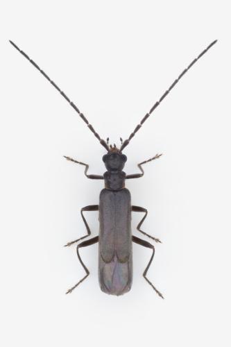 Malthodes caudatus
