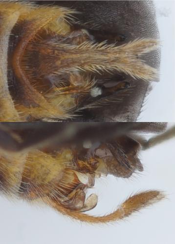 Malthodes caudatus