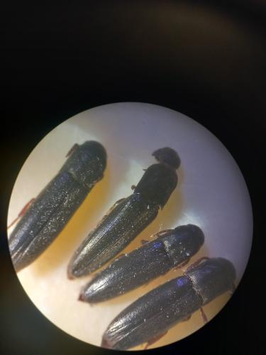 Nematodes filum
