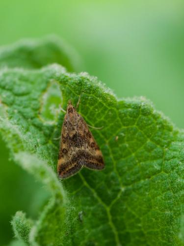 Pyrausta despicata