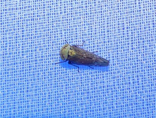 Acericerus ribauti