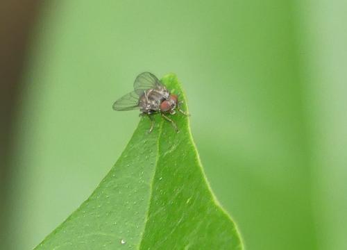 Réf. 364 273 : Platypeza fasciata