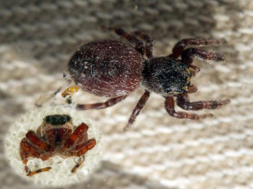 Dendryphantes rudis