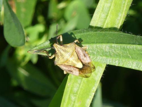 Carpocoris purpureipennis
