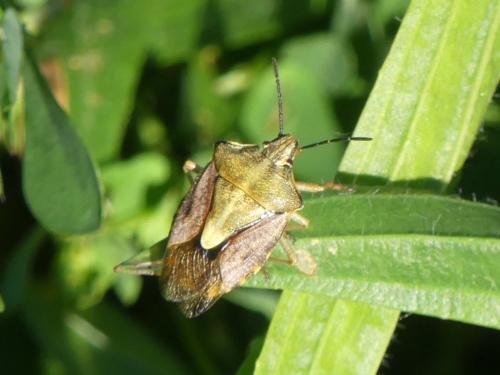 Carpocoris purpureipennis