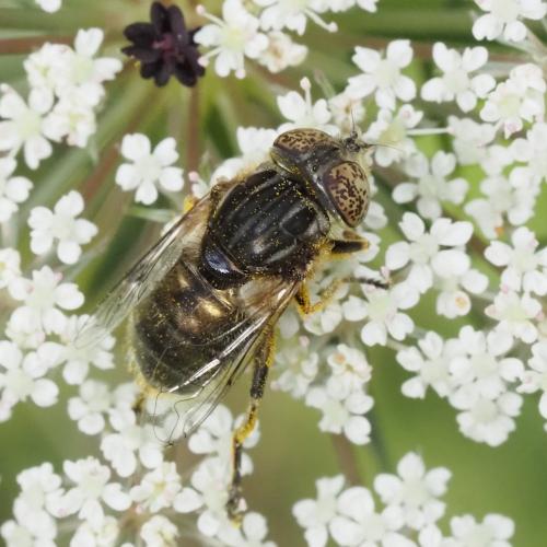 Eristalinus sepulchralis