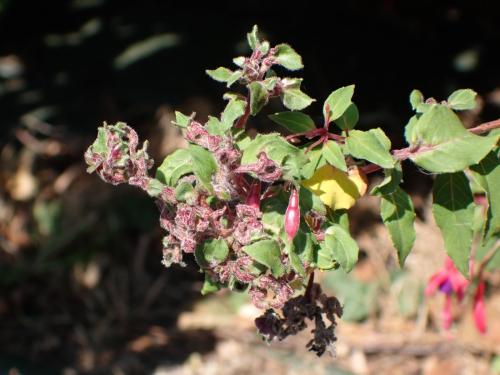 Réf. 364 335 : Aculops fuchsiae