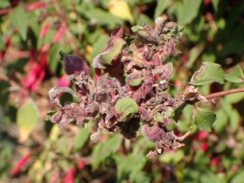 Réf. 364 336 : Aculops fuchsiae