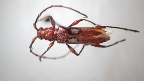 Stizocera poeyi
