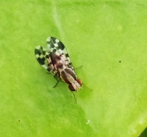 Homoneura sp.