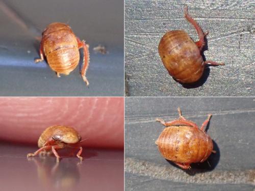 Penthimia nigra