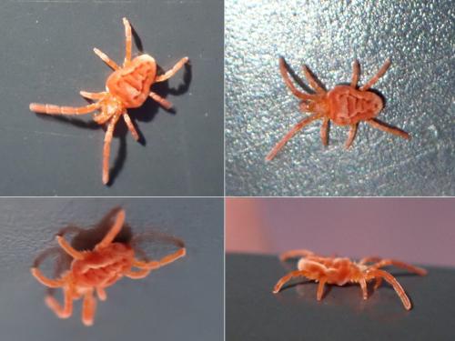 Allothrombium sp.