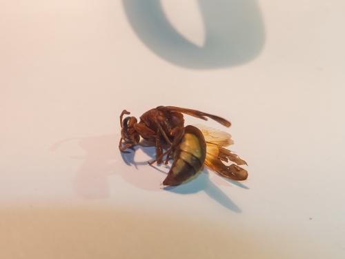 Rhynchium oculatum