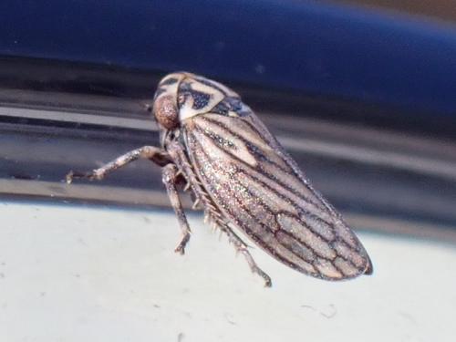 Anaceratagallia sp.