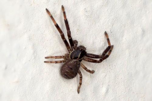 Xysticus sp.