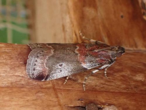 Acrobasis suavella