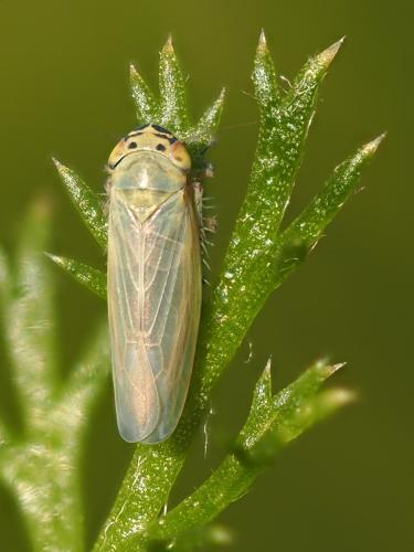 Macrosteles sp.