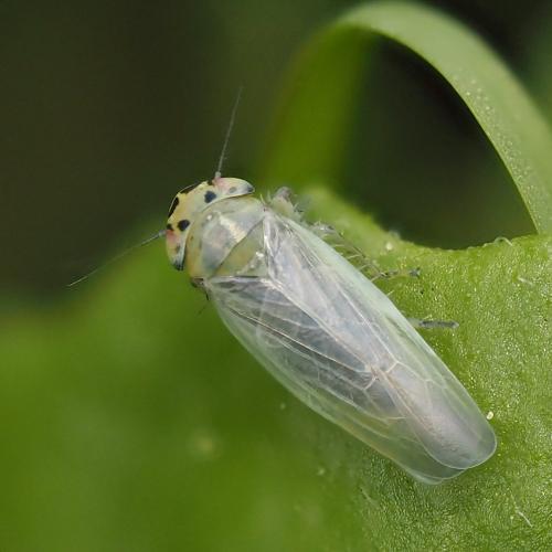 Macrosteles sp.