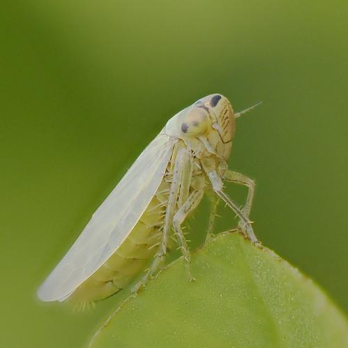 Macrosteles sp.