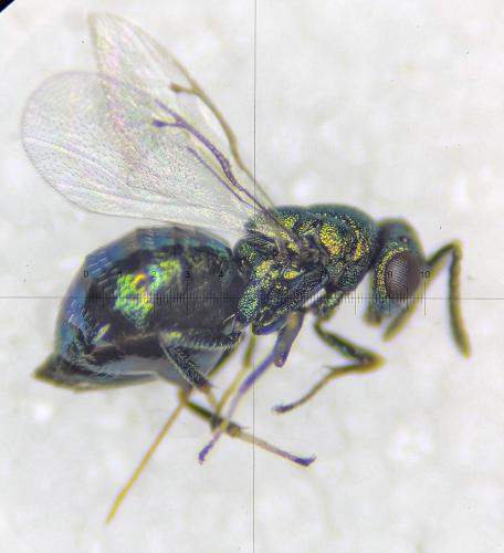Systasis encyrtoides